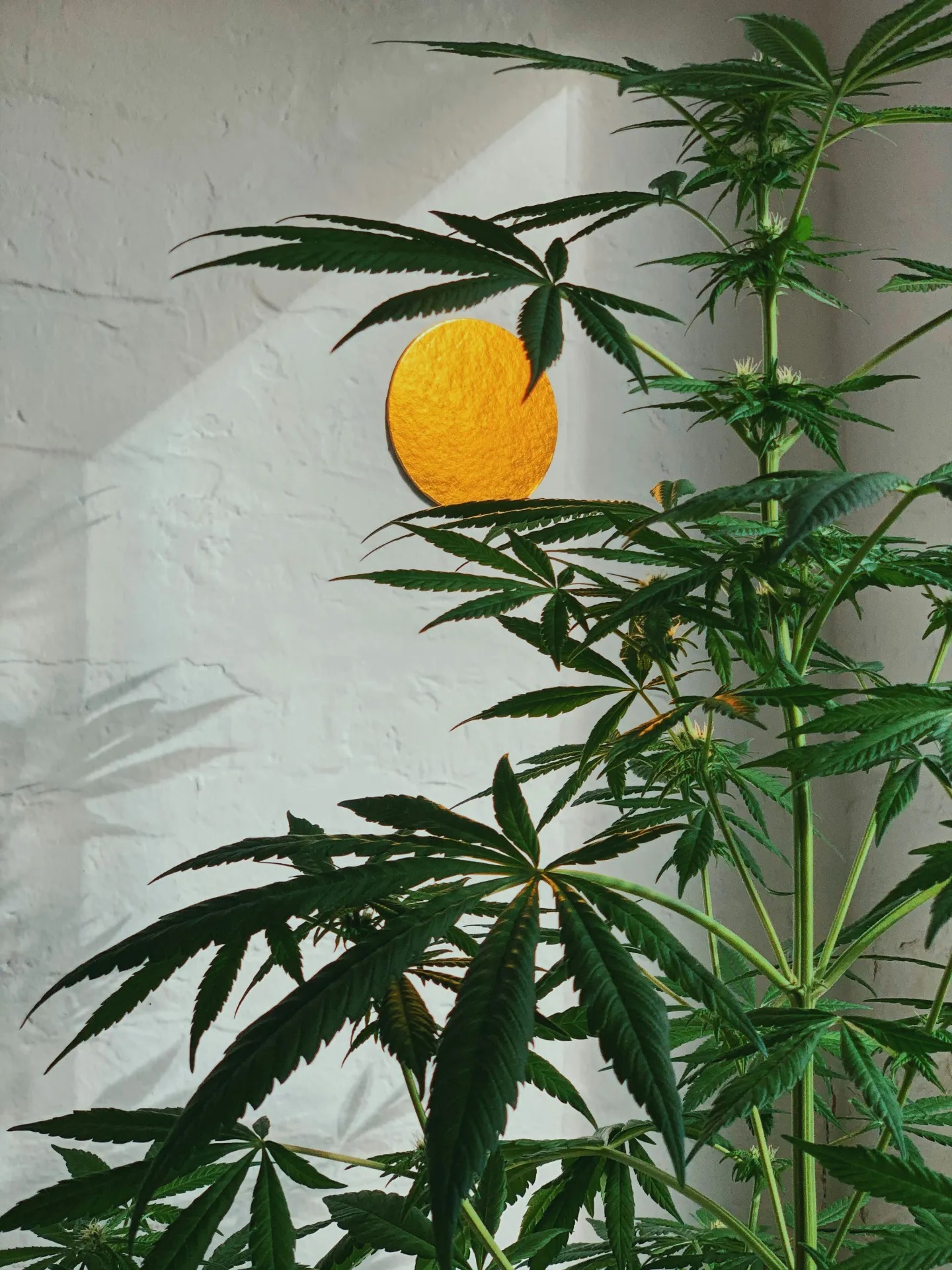 Rolling with Elites: Can Locals Catch the Cannabis Wave?
